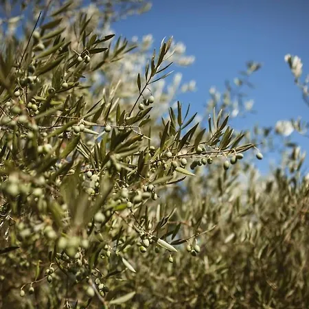 בקתה Chalet Bosco - Relax - Piscina - Colli Piacentini *